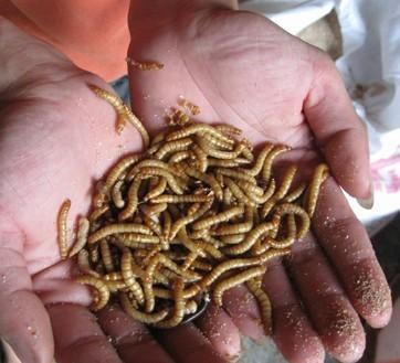供应河北涉县蝎子土元黄粉虫养殖回收、黄粉虫养殖收售、黄粉虫种类