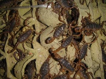 供应人工养殖蝎子与母仔蝎分离技术
