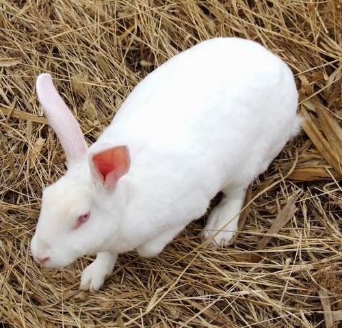 兔子养殖技术供应獭兔价格行情批发