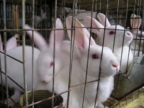 济宁市养殖法系价格法系种兔价格法系幼兔厂家供应养殖法系价格法系种兔价格法系幼兔
