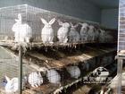 供应獭兔养殖技术獭兔饲养方式兔笼价格，盛大獭兔价格獭兔养殖技术图片