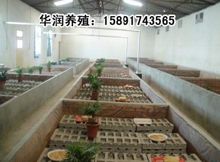 供应山东蝎子养殖基地北京蝎子养殖