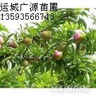 供应5-8公分桃树杏树苹果树低价出售