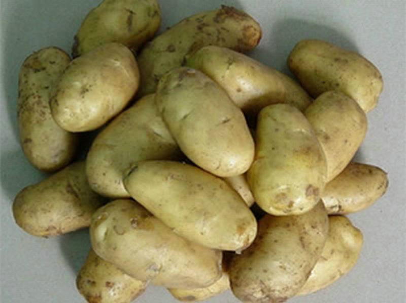 荷兰7早熟土豆种子批发