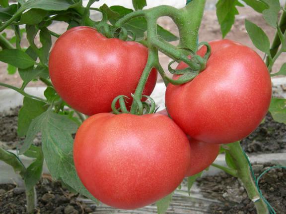 北京市西红柿种子厂家供应西红柿种子番茄种子价格寿光番茄种植基地蔬菜种子供应