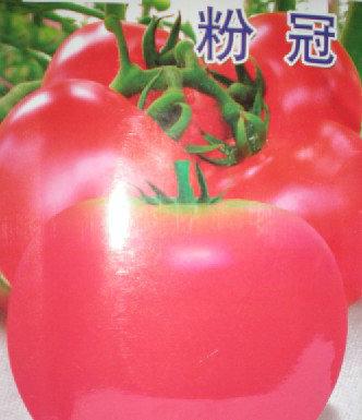 供应精品番茄种子粉冠 西红柿种子批发 进口番茄种子 