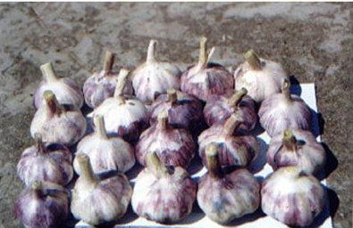 供应紫皮早熟大蒜种子 山东大蒜蒜种 顺禾源种子价格 大蒜网
