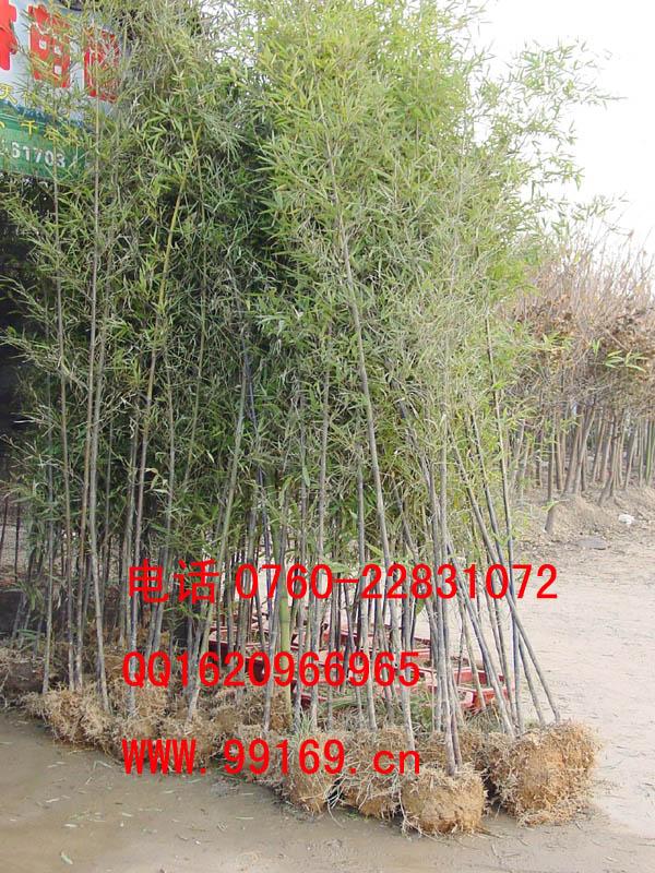 供应 紫竹 产品资料图片 生产花木场 直销供应实惠