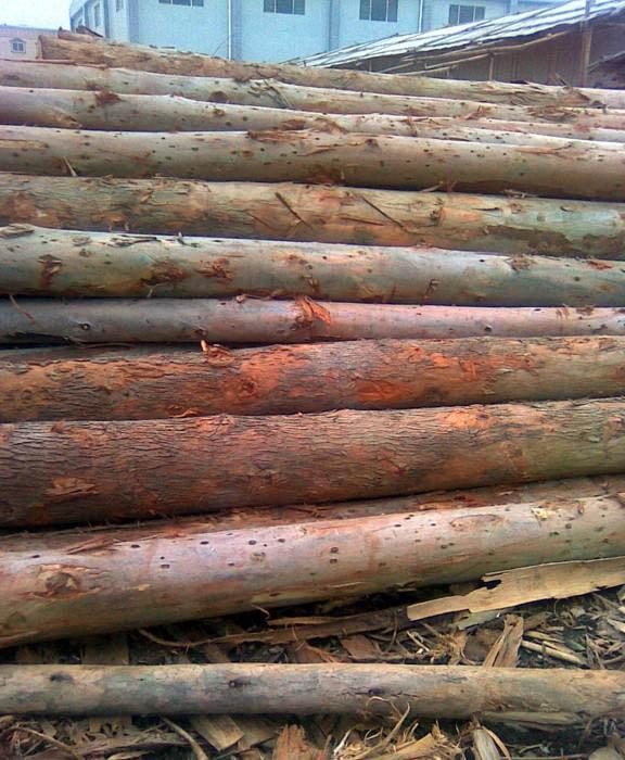供应非洲缅茄木进口清关代理木材进口