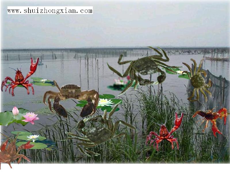 北京水产品螃蟹苗养殖图片
