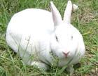 新西兰白兔加利福尼亚兔批发