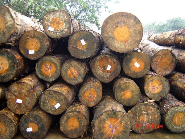 供应橡胶树木材进口报关流程税金税率