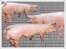 供应养殖网猪床网猪用漏粪板