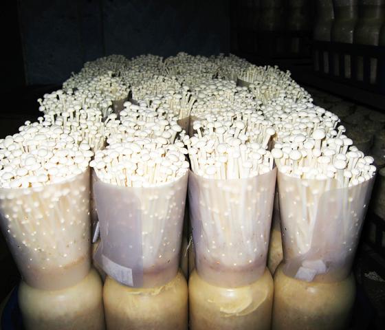 供应金针菇纯一代母种一级母种 试管菌种 颗粒母种 原种 栽培种