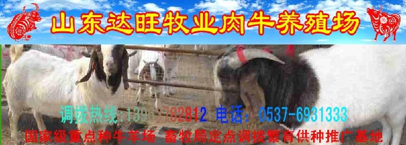 供应云南德宏州最新小牛犊价格波尔山羊肉驴价格