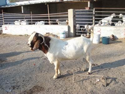 供应甘肃兰州肉羊羔育肥羊改良肉羊纯种波尔山羊种羊价格怀孕母
