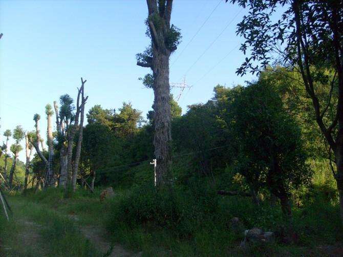 柳州市柳州香樟种植基地厂家供应柳州香樟种植基地；柳州香樟种植基地价格；柳州香樟种植基地报价