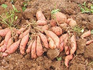 哪里有优质的红薯苗红薯苗专业基地批发