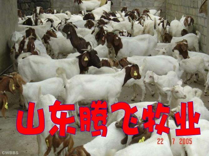 济宁市波尔山羊品种厂家