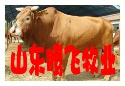 供应出售鲁西黄牛，价格低品种好，种牛种羊供应商