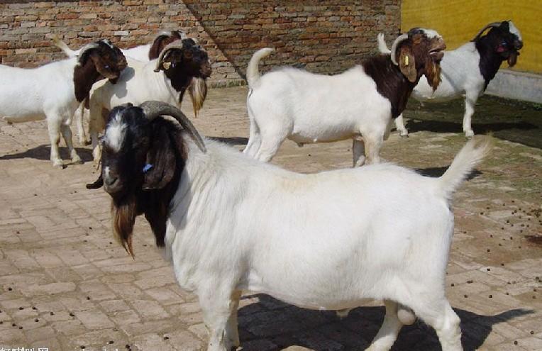 济宁市常年出售种羊种牛厂家