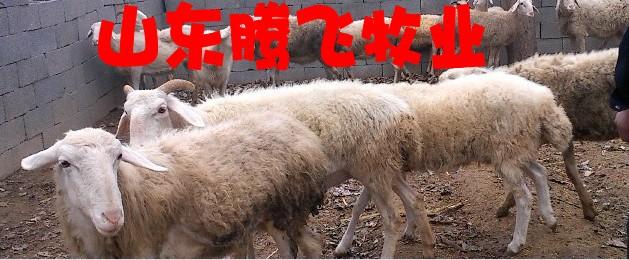 济宁市哪的白山羊价格低品种好厂家供应哪的白山羊价格低品种好，小尾寒羊，波尔山羊，杜泊绵羊