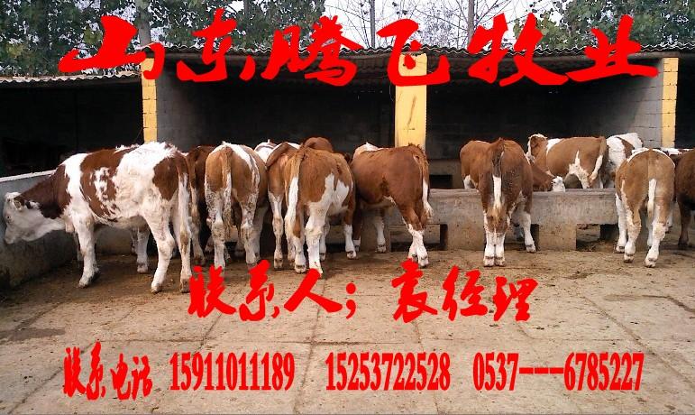 济宁市哪的种牛种羊价格最低厂家