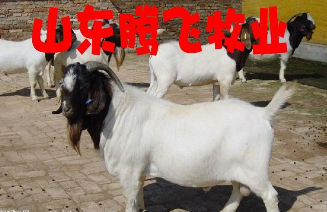 济宁市哪的种羊种牛价格最低厂家