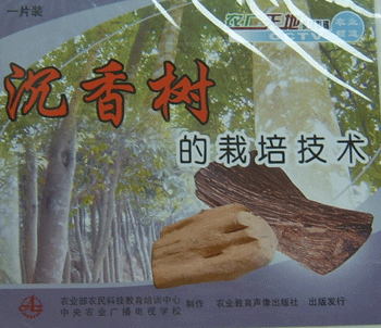 供应广东沉香树种植技术沉香树种植视频