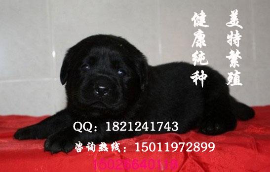 广州拉布拉多 广州哪里有卖纯种拉布拉多犬 广州拉布拉多价格多少