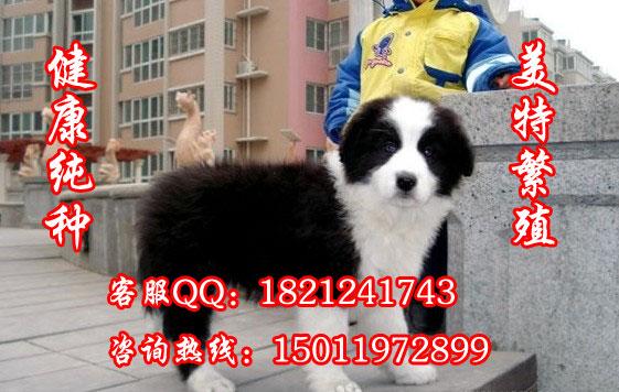 广州纯种边牧犬哪里有卖广州边牧批发