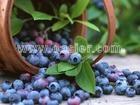 蓝莓叶提取物绿原酸批发