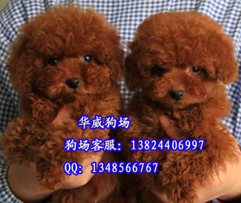 出售广州纯种贵宾犬玩具型贵宾犬批发
