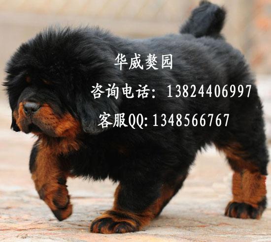 供应广州哪里买狗比较有保障铁包金藏獒广州哪里有卖纯种大狮头藏獒犬