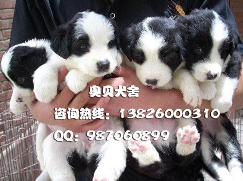供应广州最大供应商边境牧羊犬价格