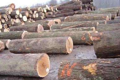 欧洲榉木进口代理报关批发