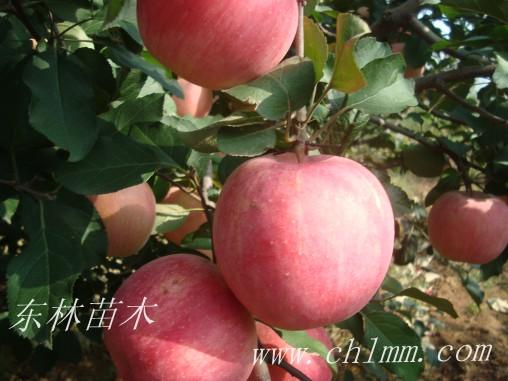 弘前富士苹果苗价格全国最低