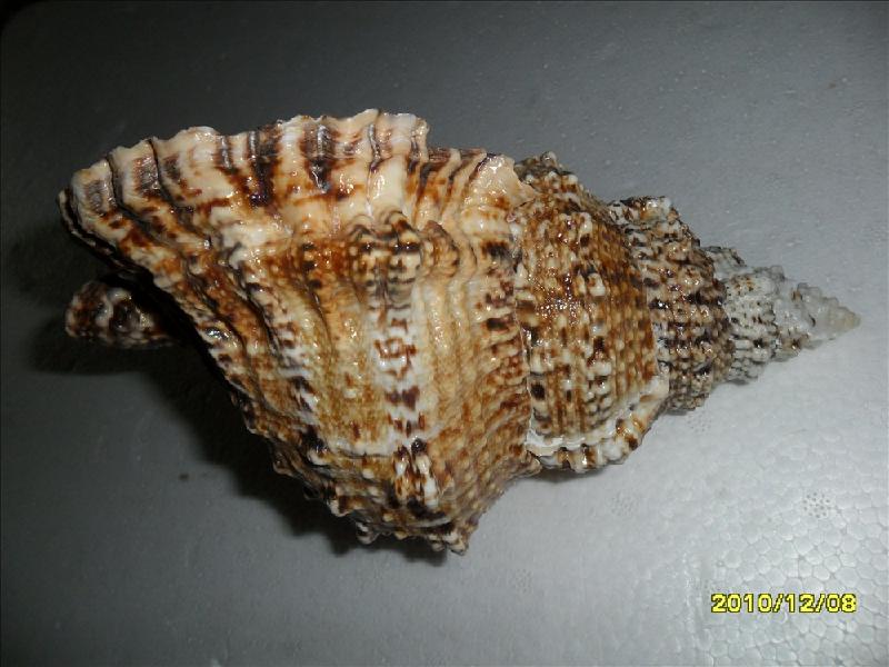 供应蛙螺石头螺