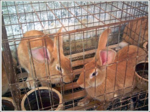 供应兔笼  兔笼价格13807719325