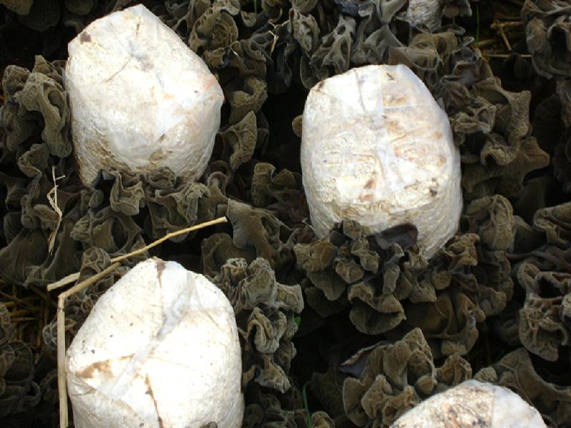 潍坊市菌种玉米芯棉子壳黑木耳菌种厂家