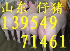 供应山东母猪价格山东怀孕母猪销售基地山东种母猪供应