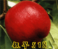 巨红冬桃苗/陕西苹果代办/青苹糖高/耐涝的果树/核桃生料贸易商图片