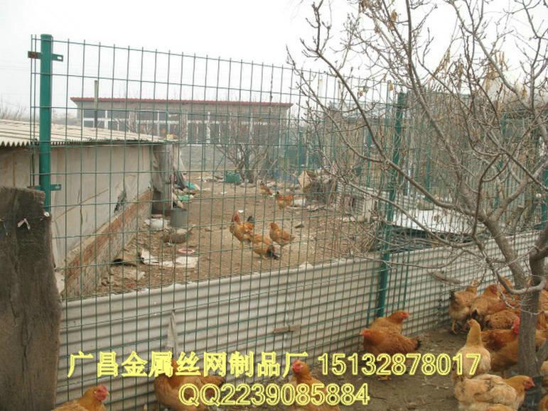 供应养鸡铁丝网，广昌养鸡铁丝网围栏，养殖场围墙网图片