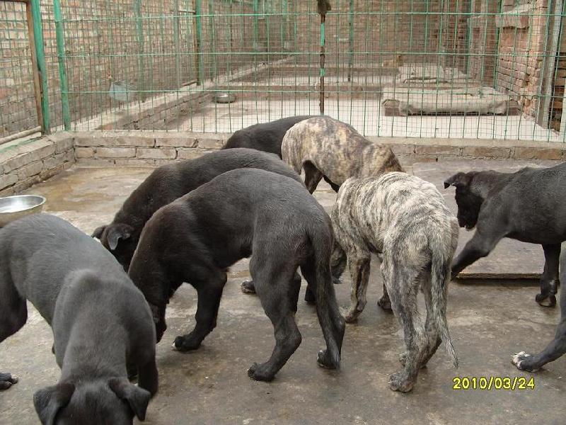 哪里的格力犬灵缇犬赛道犬惠比特犬杜高犬最便宜山东军星猎犬养殖场