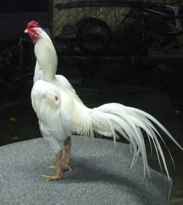 济宁市鲁西越南斗鸡在天成斗鸡养殖场厂家供应鲁西越南斗鸡在天成斗鸡养殖场