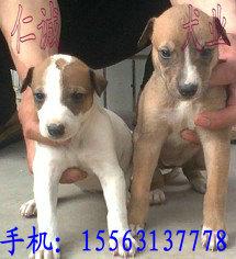 犬价格_格力犬价格供货商_供应格力犬论坛格