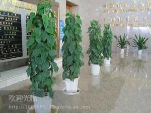 供应酒店植物租赁，上海各大酒店植物租赁服务，上海专业出租花卉植物租赁