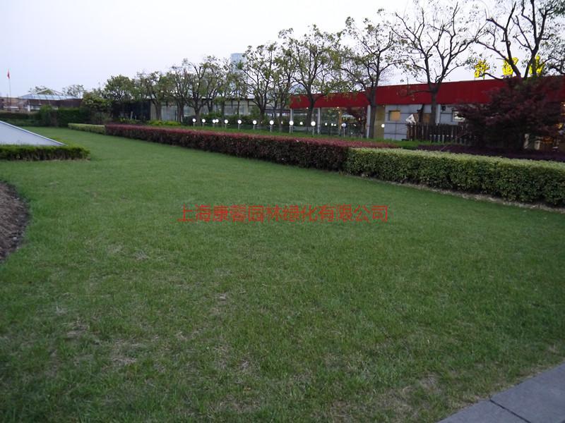 供应草皮养护，校园草坪设计与养护，上海工厂学校草坪修剪养护