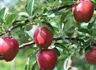 供应苹果苗，苹果树苗，苹果树小苗，山东苹果苗价格