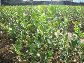 容器油茶苗种植基地供应容器油茶苗种植基地、容器油茶苗供应、容器油茶苗种植园